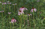 Wavyleaf purple coneflower